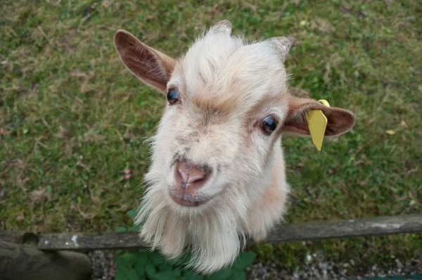 Zabawny portret kozy w polu — Zdjęcie stockowe