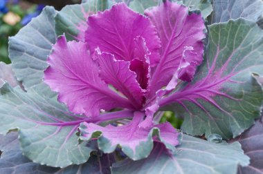  bir bahçe dekoratif mor lahana