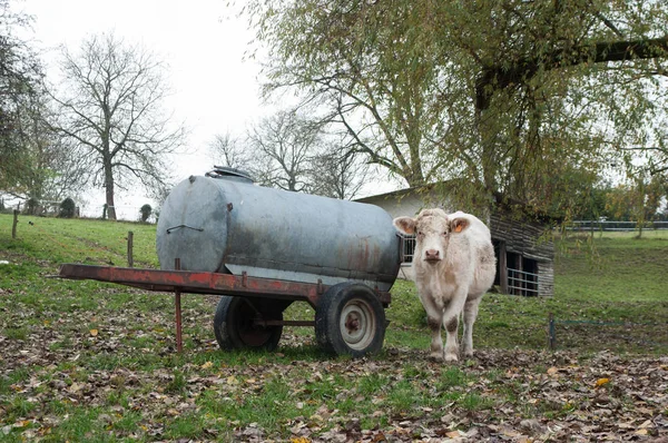 흰 암소와 전통적인 가축 급수 탱크 — 스톡 사진