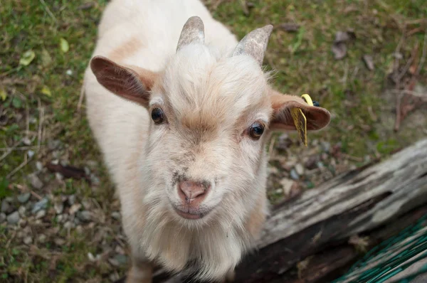 Funny portrait of goat — Stock Photo, Image