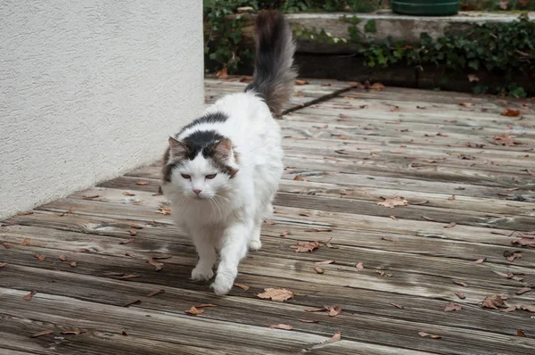 Uzun saç kedi bir bahçe teak floo üzerinde yürüme — Stok fotoğraf