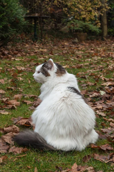 Katze mit langen Haaren in einer Garde — Stockfoto