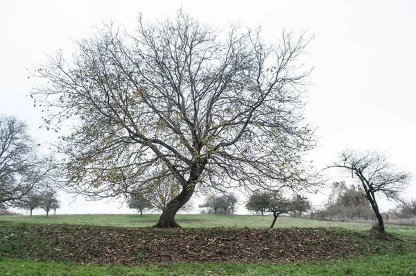 Árvore grande em uma paisagem rural — Fotografia de Stock