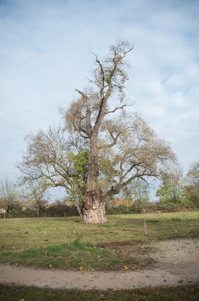 Jahrhundert Esche Wald — Stockfoto