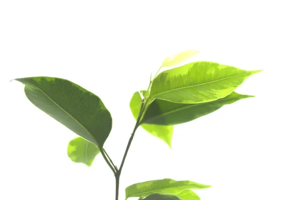 Close Planta Ficus Sobre Fundo Branco — Fotografia de Stock