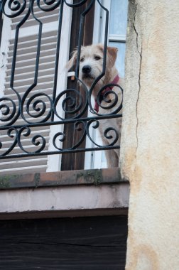 Bakan bir balkon kapalı köpek