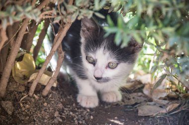 Bir çalılığın arkasında gözlemleyen kedi portresi