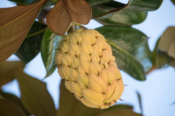 Magnolia fruit in a tree — Stock Photo, Image