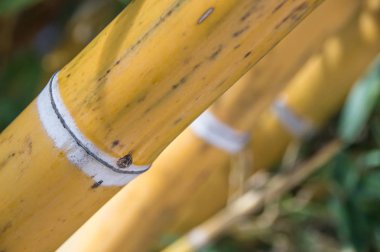 Bambu orman bambu güven