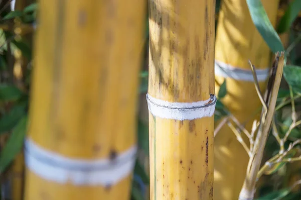 Fiducia di bambù in una foresta di bambù — Foto Stock