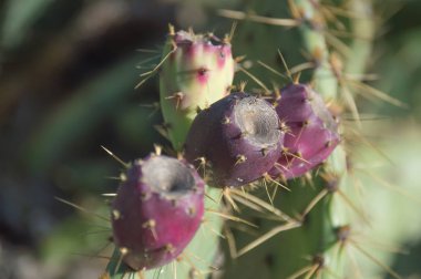 Dikenli armutlar - Hintli incir opuntia (O fius-indica