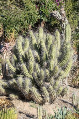 Grup mediteranen bahçesinde büyük kaktüs