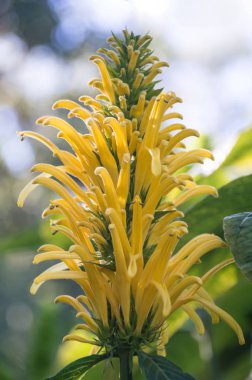 Garddaki sarı çiçeklere yakın çekim