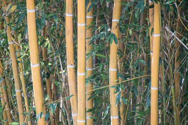 Bamboo trust in a bamboo forest — Stock Photo, Image