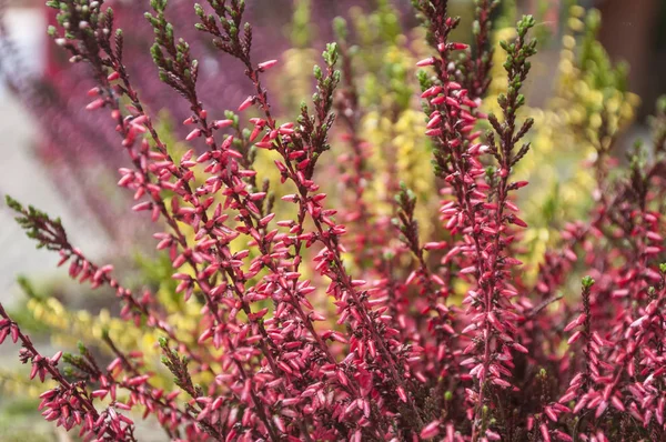 Brezo colorido en un jardín —  Fotos de Stock