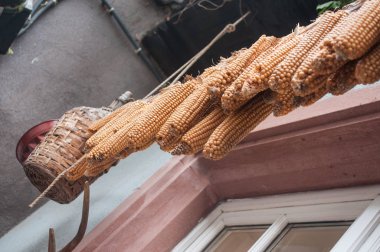   kulakları askıya Mısır hizalama 