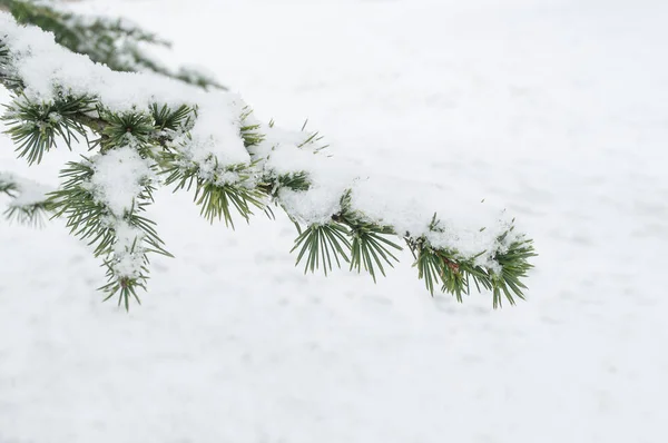 Snöiga ceder gren i stadsparken — Stockfoto