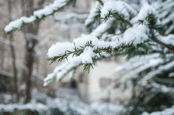 Branche de cèdre neigeux dans le parc urbain — Photo