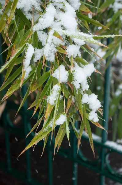 Feuilles de bambou neigeux — Photo