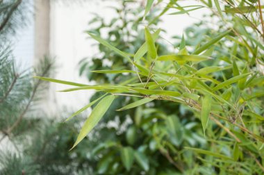  bir bahçe bambu yaprakları