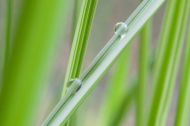  Yağmur damlaları bambu yaprakları üzerinde