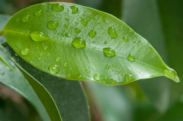 Regentropfen auf Ficus benjamin Blättern — Stockfoto