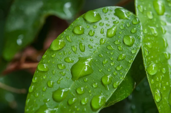 Gouttes de pluie sur les feuilles de ficus benjamin — Photo