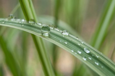  Yağmur damlaları bambu yaprakları üzerinde