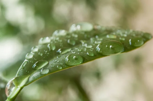 Regndroppar på ficus benjamin blad — Stockfoto