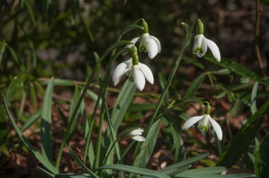   Bahçedeki kar damlaları 