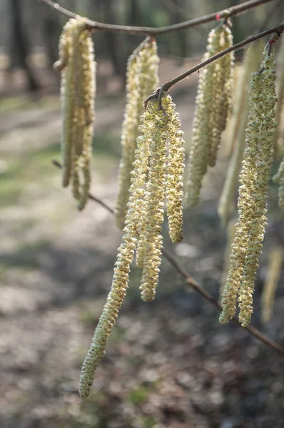 Hazel op voorjaar — Stockfoto