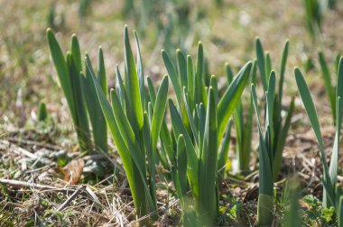 bahar, bir alandaki ilk nergis