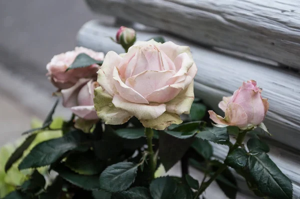 Букет роз у флориста — стоковое фото