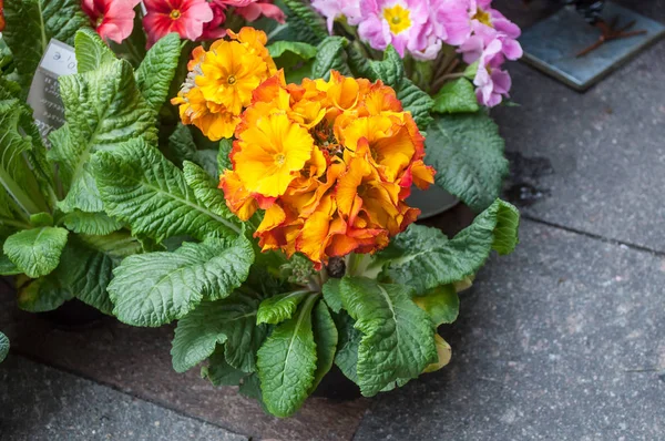 Closeup Colorful Primroses Florist — Stock Photo, Image