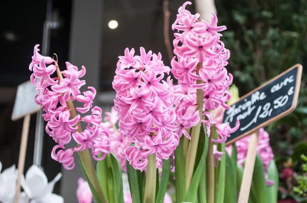 Pink hyacinths  bouquet at florist — Stock Photo, Image