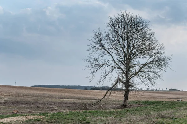 Panorama eines isolierten Baumes — Stockfoto