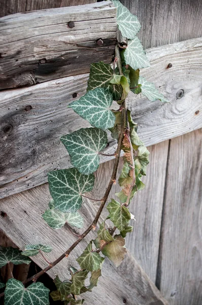 Daun ivy di pintu kayu — Stok Foto