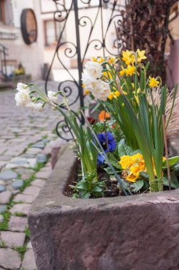 Tipik bir alsatian köyü sokakta nergis