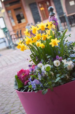 Nergis tipik alsatian köyü Kaysersberg sokakta