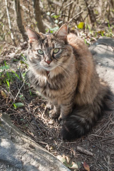 F Gatto norvegese nella natura — Foto Stock