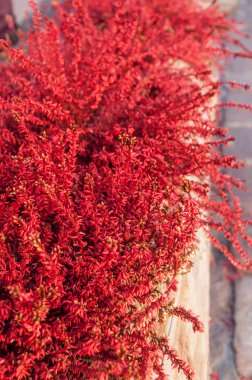  tencerede kırmızı Heather 