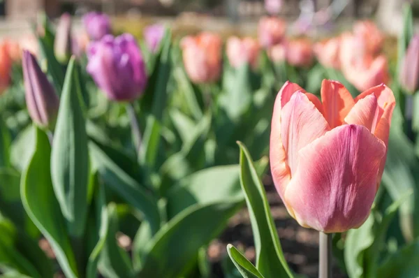 Colorful tulips in an urban park — Stock Photo, Image