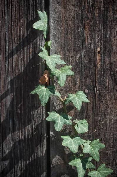 Folhas de hera na porta das mulheres — Fotografia de Stock