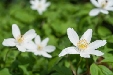 Ormanda vahşi beyaz anemon