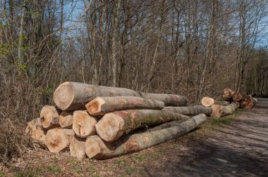 Orman ağaçlarında gövdeleri