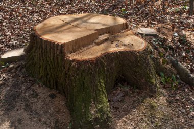 ormandaki soy ağacı