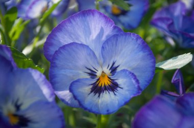 bir kamu bahçe çiçeklenir viyola