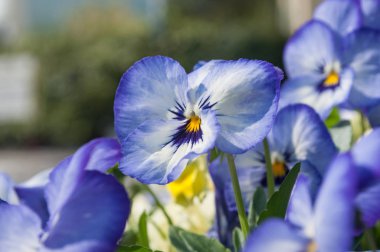 bir kamu bahçe çiçeklenir viyola