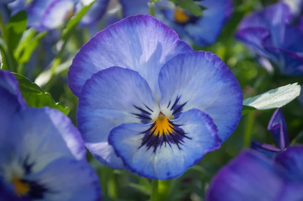 Viola kwiaty w publicznym ogrodzie — Zdjęcie stockowe