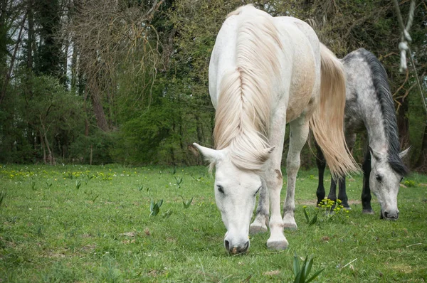 Серая и белая Лошади пасутся траву в поле — стоковое фото